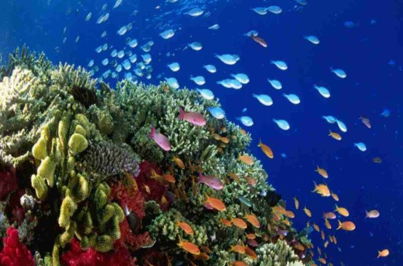 Тихий океан: органічний світ і його особливості
